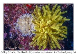 Schlegel's Feather Stars