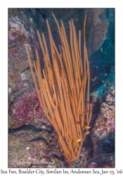 Sea Fan