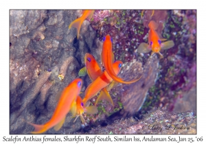 Scalefin Anthias females