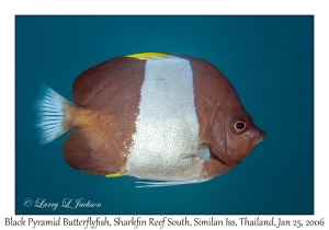 Black Pyramid Butterflyfish