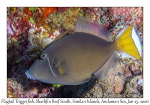 Flagtail Triggerfish