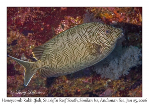 Honeycomb Rabbitfish