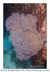 Sea Fan