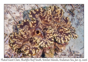 Fluted Giant Clam