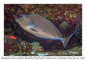 Bluespine Unicornfish