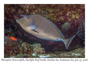 Bluespine Unicornfish