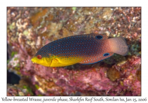 Yellow-breasted Wrasse