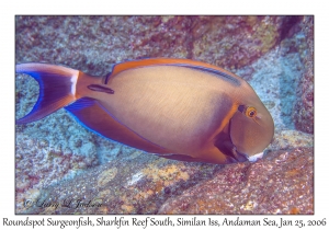 Roundspot Surgeonfish