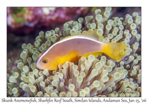 Skunk Anemonefish