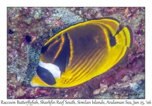 Raccoon Butterflyfish