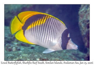 Lined Butterflyfish