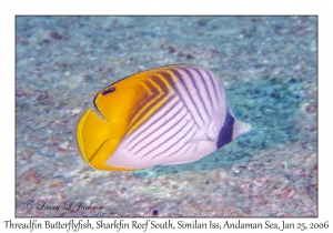 Threadfin Butterflyfish