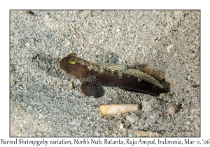 Barred Shrimpgoby variation