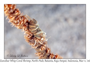 Zanzibar Whip Coral Shrimp