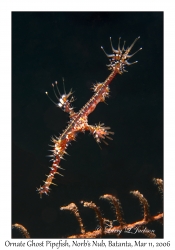 Ornate Ghost Pipefish male