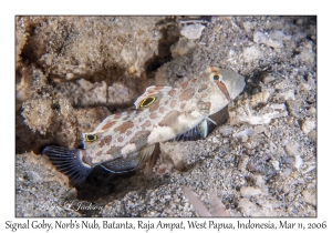 Signal Goby