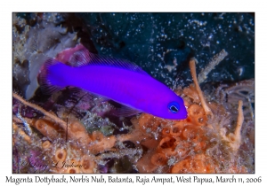 Magenta Dottyback