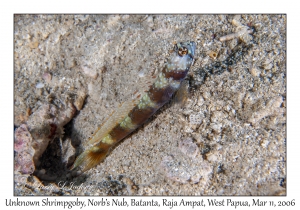 Unknown Shrimpgoby