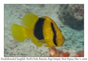 Doublebanded Soapfish