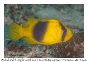 Doublebanded Soapfish