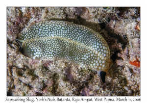 Undescribed Sapsucking Slug