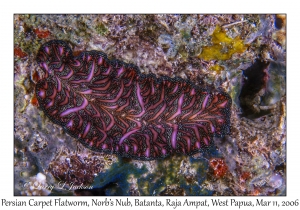 Persian Carpet Flatworm