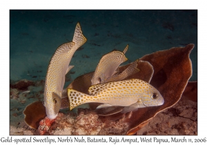 Gold-spotted Sweetlips