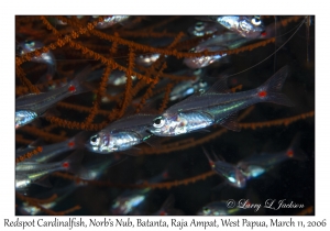 Redspot Cardinalfish