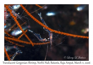 Translucent Gorgonian Shrimp