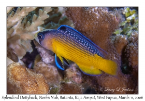 Splendid Dottyback