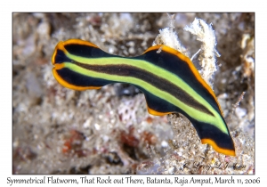 Symmetrical Flatworm