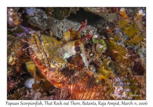 Papuan Scorpionfish