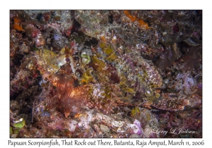 Papuan Scorpionfish