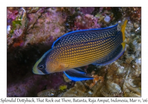 Splendid Dottyback