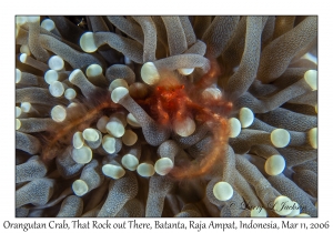 Orangutan Crab