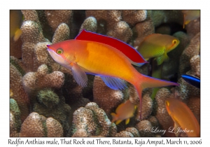 Redfin Anthias male