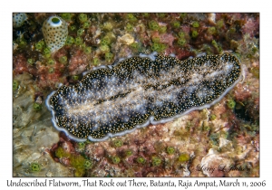 Undescribed Flatworm