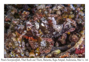 Poss's Scorpionfish