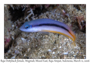 Raja Dottyback female