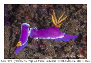 Robe Hem Hypselodoris