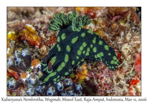 Kubaryana's Nembrotha