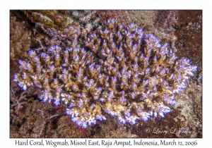 Hard Coral