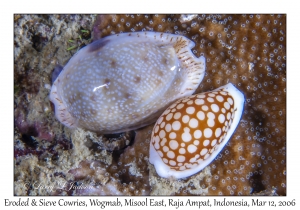 Eroded and Sieve Cowries