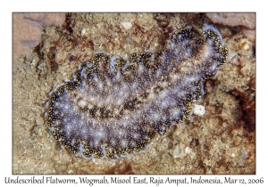 Undescribed Flatworm