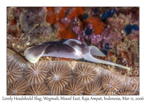 Lovely Headshield Slug