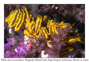 Yellow Sea Cucumbers