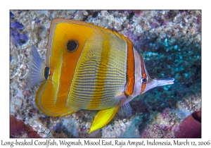 Long-beaked Coralfish