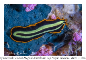 Symmetrical Flatworm