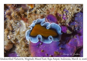 Undescribed Flatworm