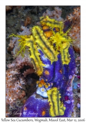 Yellow Sea Cucumbers